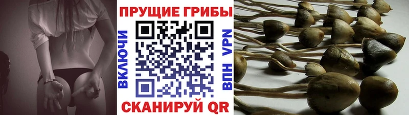 darknet какой сайт  Алупка  Псилоцибиновые грибы Magic Shrooms 